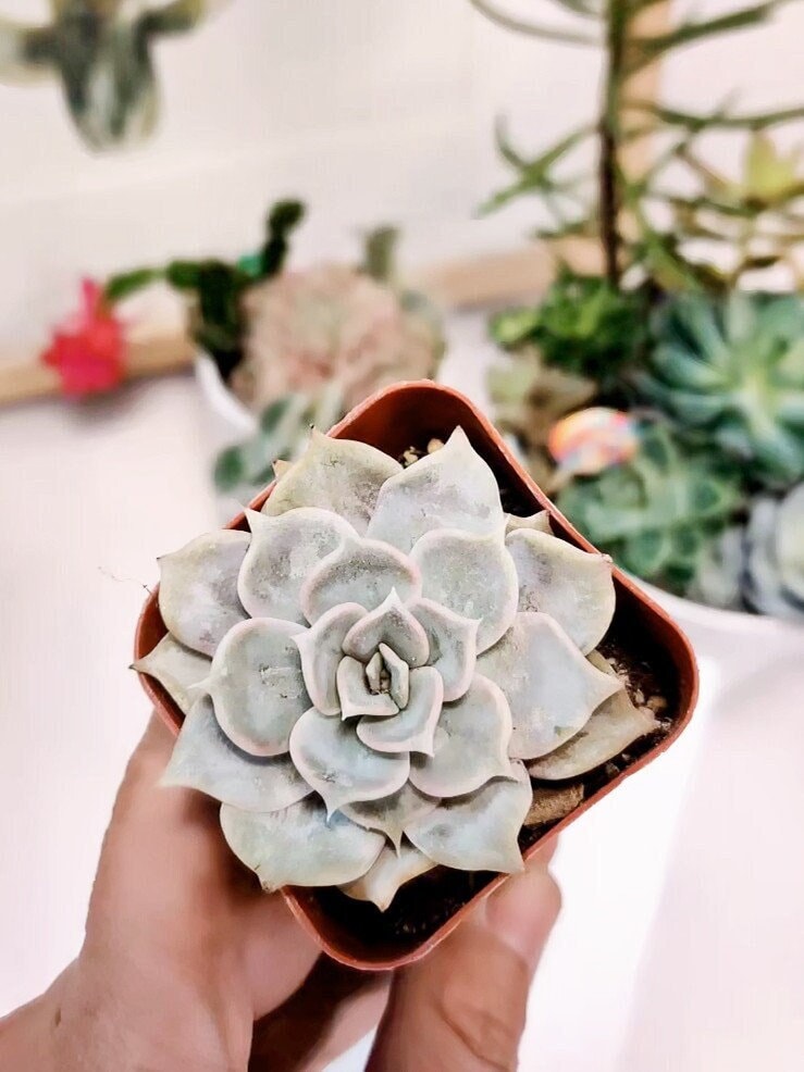 2”pot 4” pot Succulent Plants Echeveria lilacina