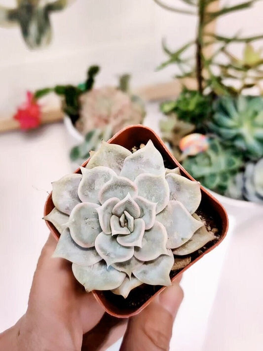 2”pot 4” pot Succulent Plants Echeveria lilacina