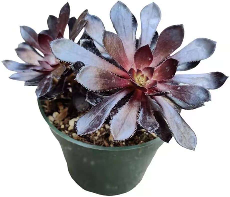 2"pot 4” pot Succulent Plants  Aeonium arboreum-Zwartkop
