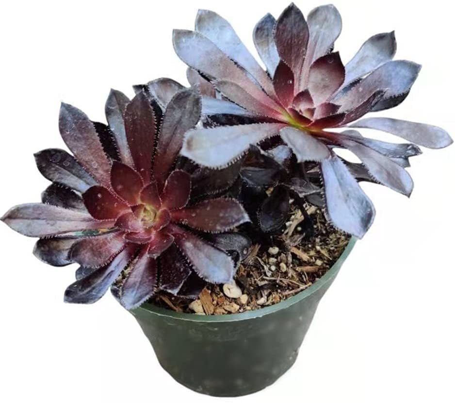 2"pot 4” pot Succulent Plants  Aeonium arboreum-Zwartkop