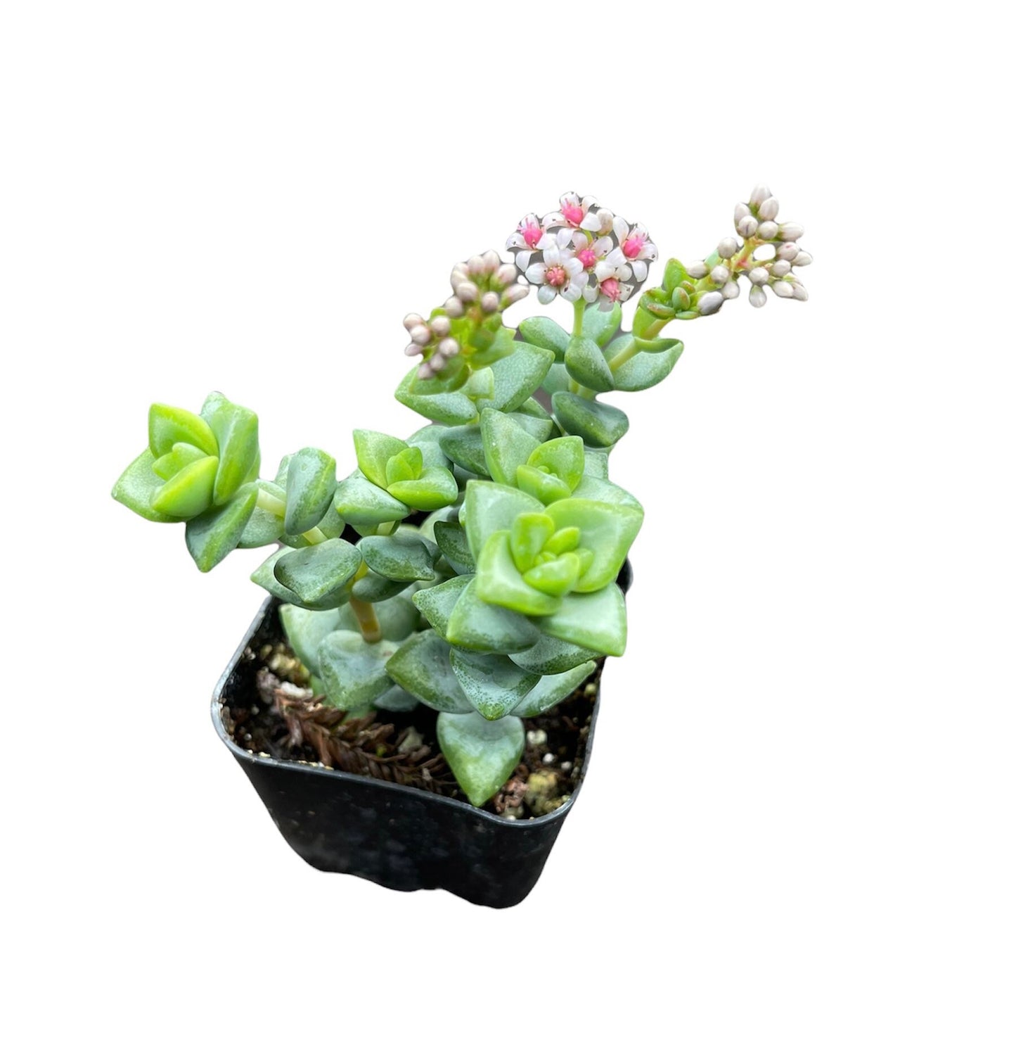 2"pot 4"pot Crassula Rupestris