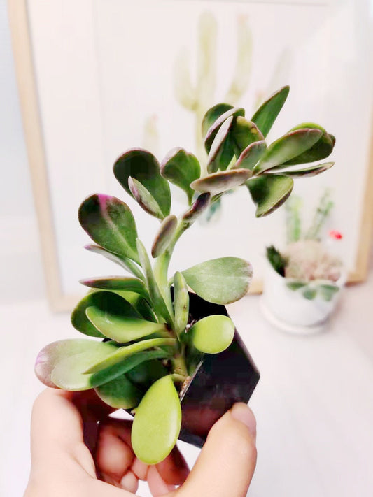 2” pot 4"pot Succulent plants Senecio jacobsenii Trailing Jade Purple