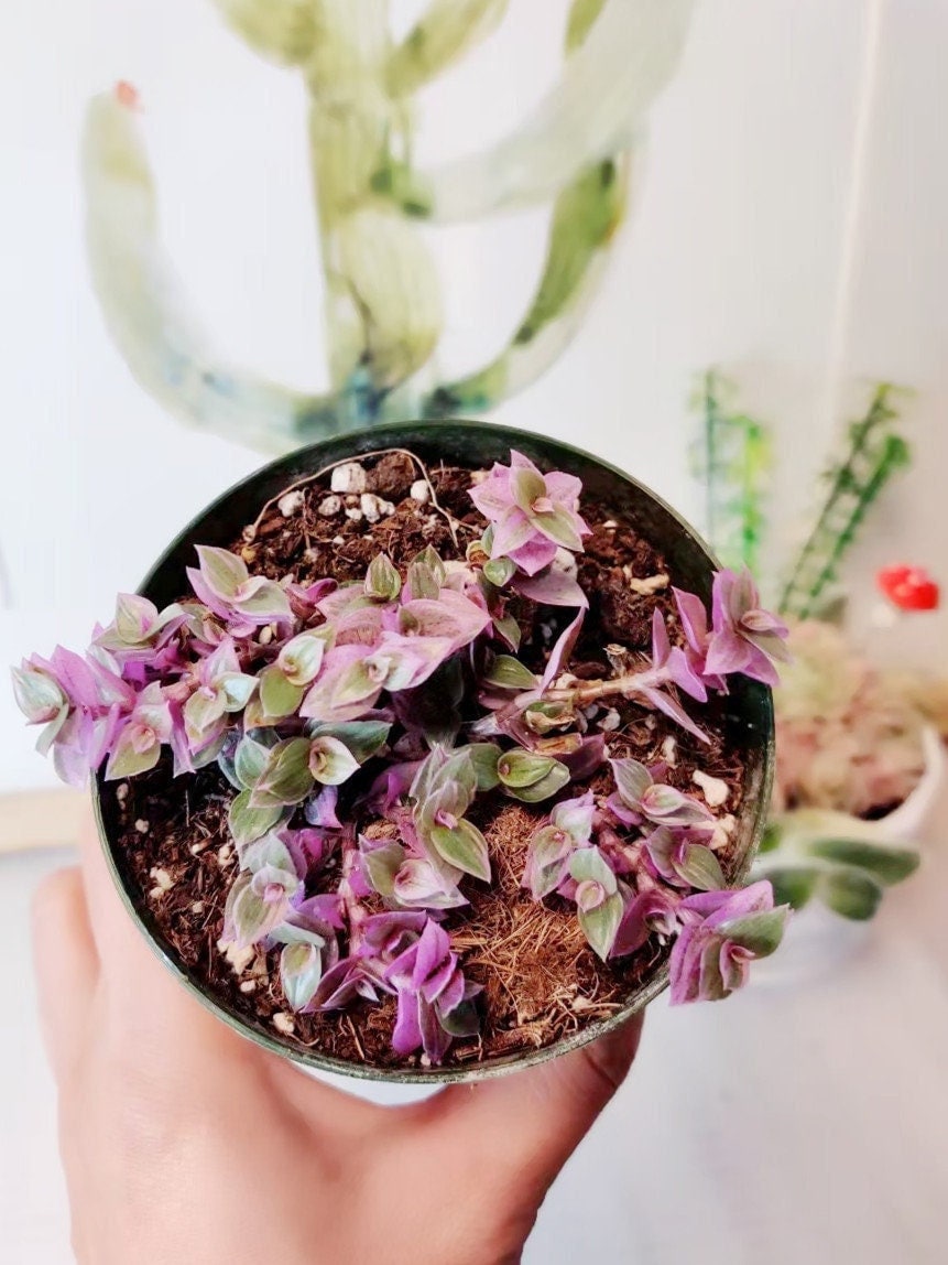 2” pot 4"pot live plant Callisia repens 'pink pather'