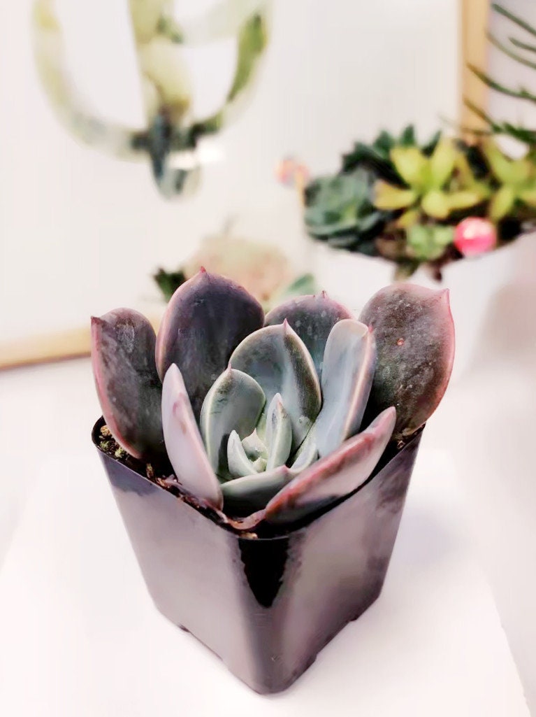 2” pot Echeveria Dusty Rose