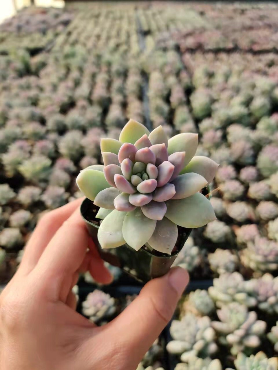 2"pot  Sedeveria Lilac Mist