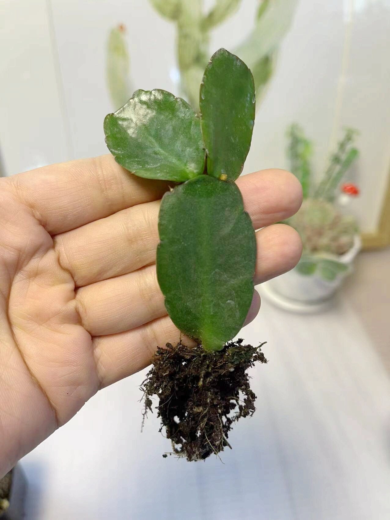 No root Leave cuttings/ rooted Easter Cactus