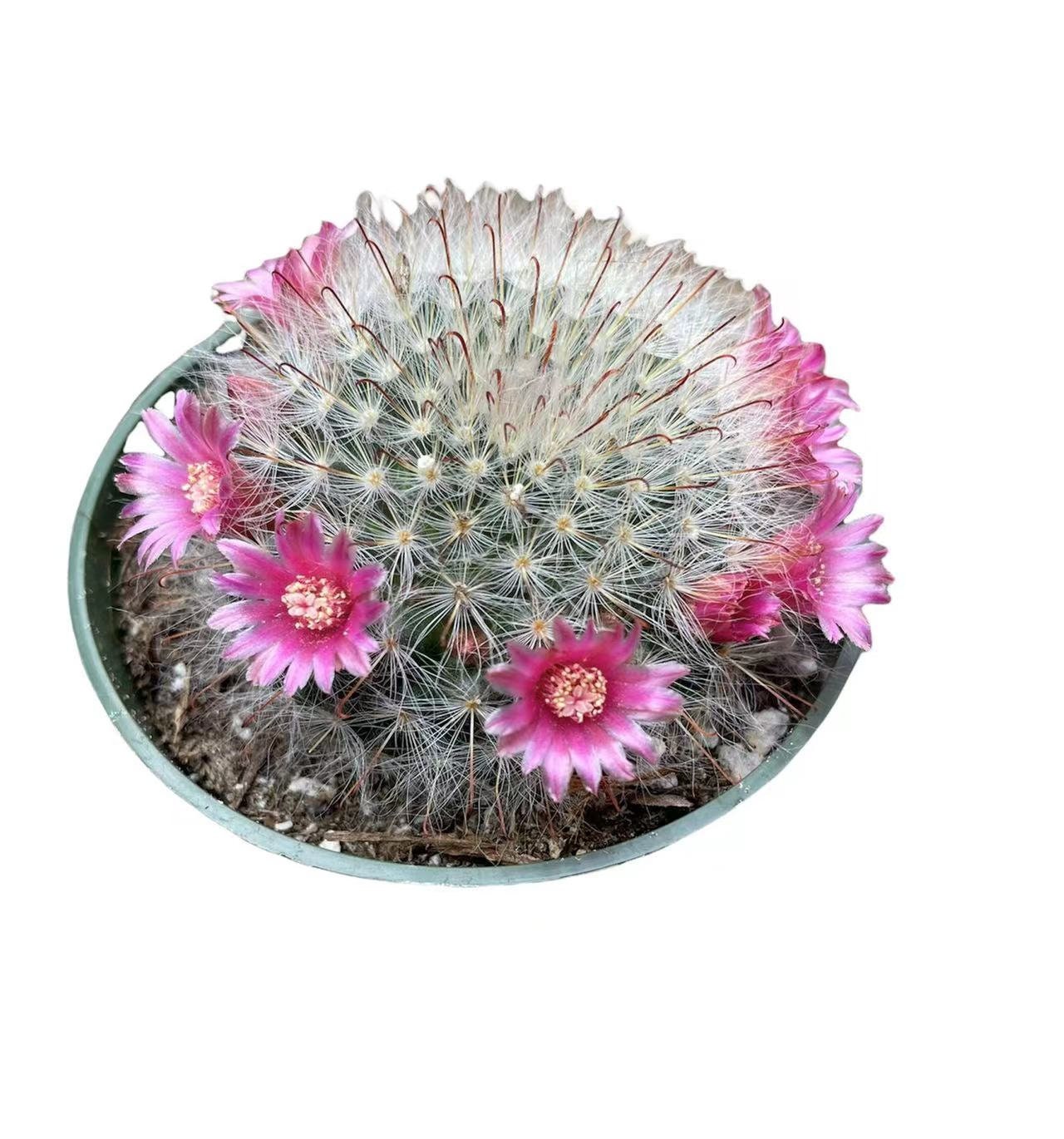 2"pot 4"pot Cactus Plants Mammillaria Bocasana