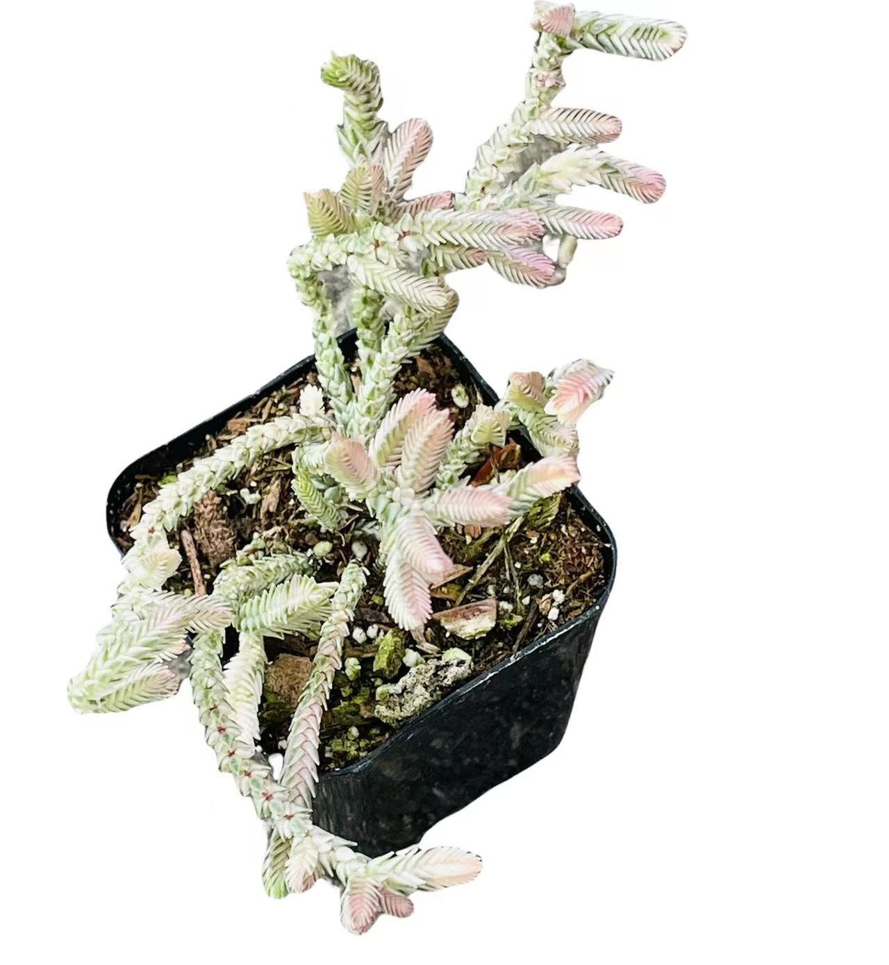 2”pot Succulent Plants Crassula Muscosa Variegated Watch Chain