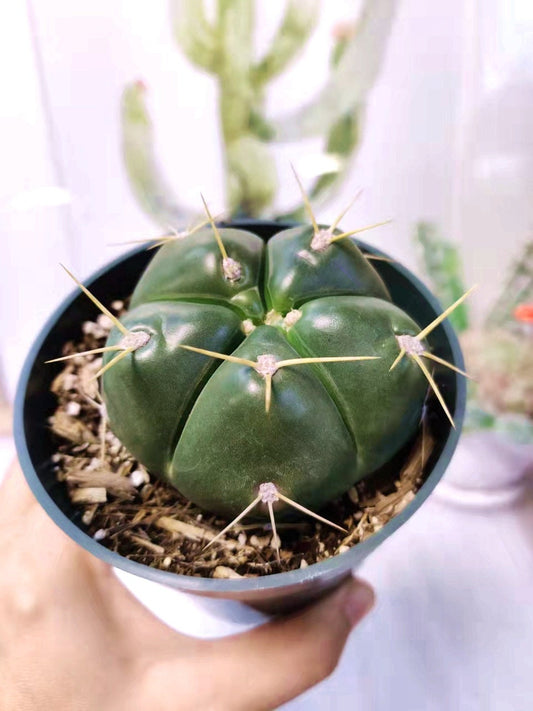 2”pot 4”pot Cactus Gymnocalycium Horstii