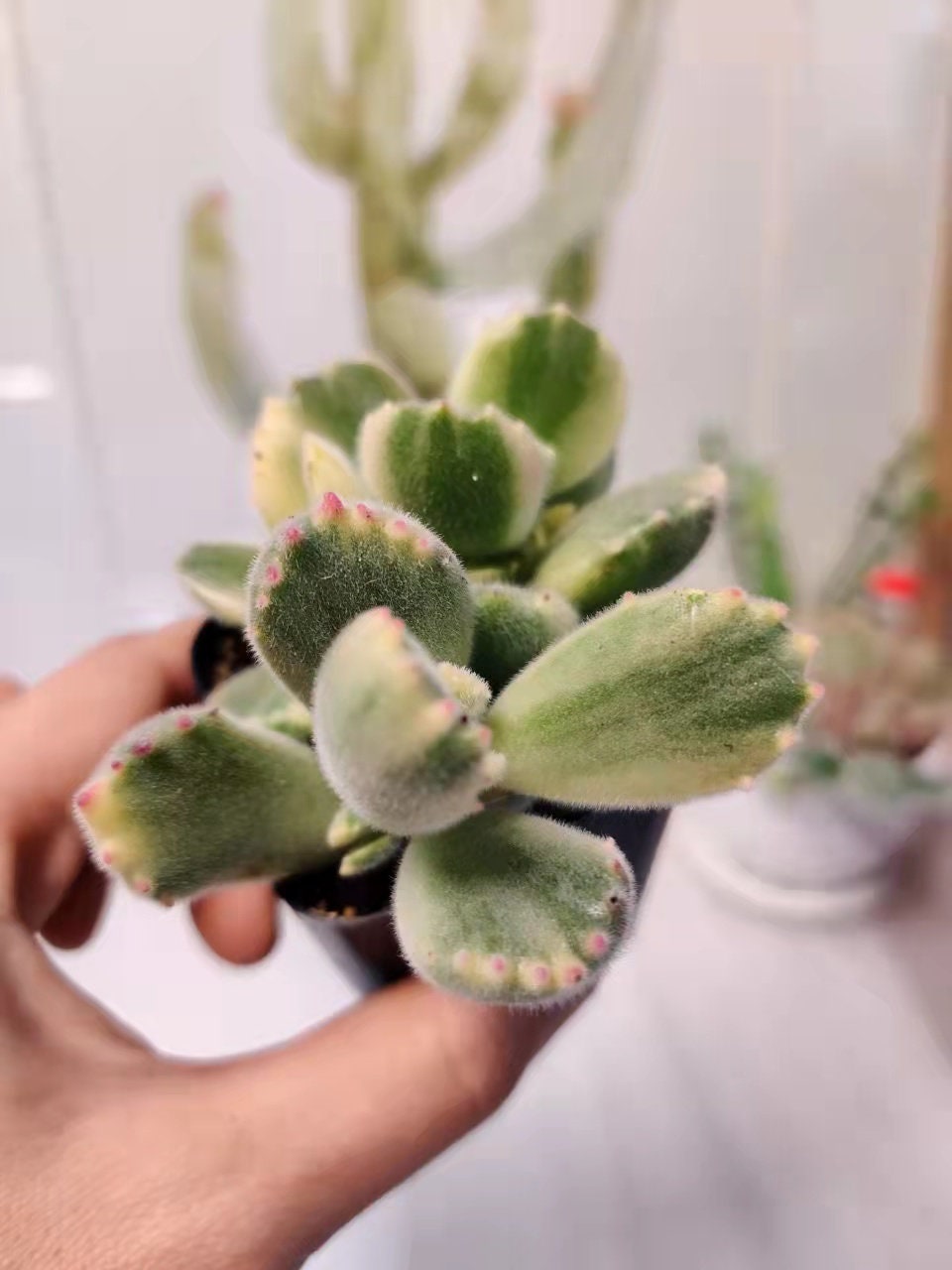 2”pot 4”pot  Succulent Plants Cotyledon tomentosa "Bear's Paw" Variegated