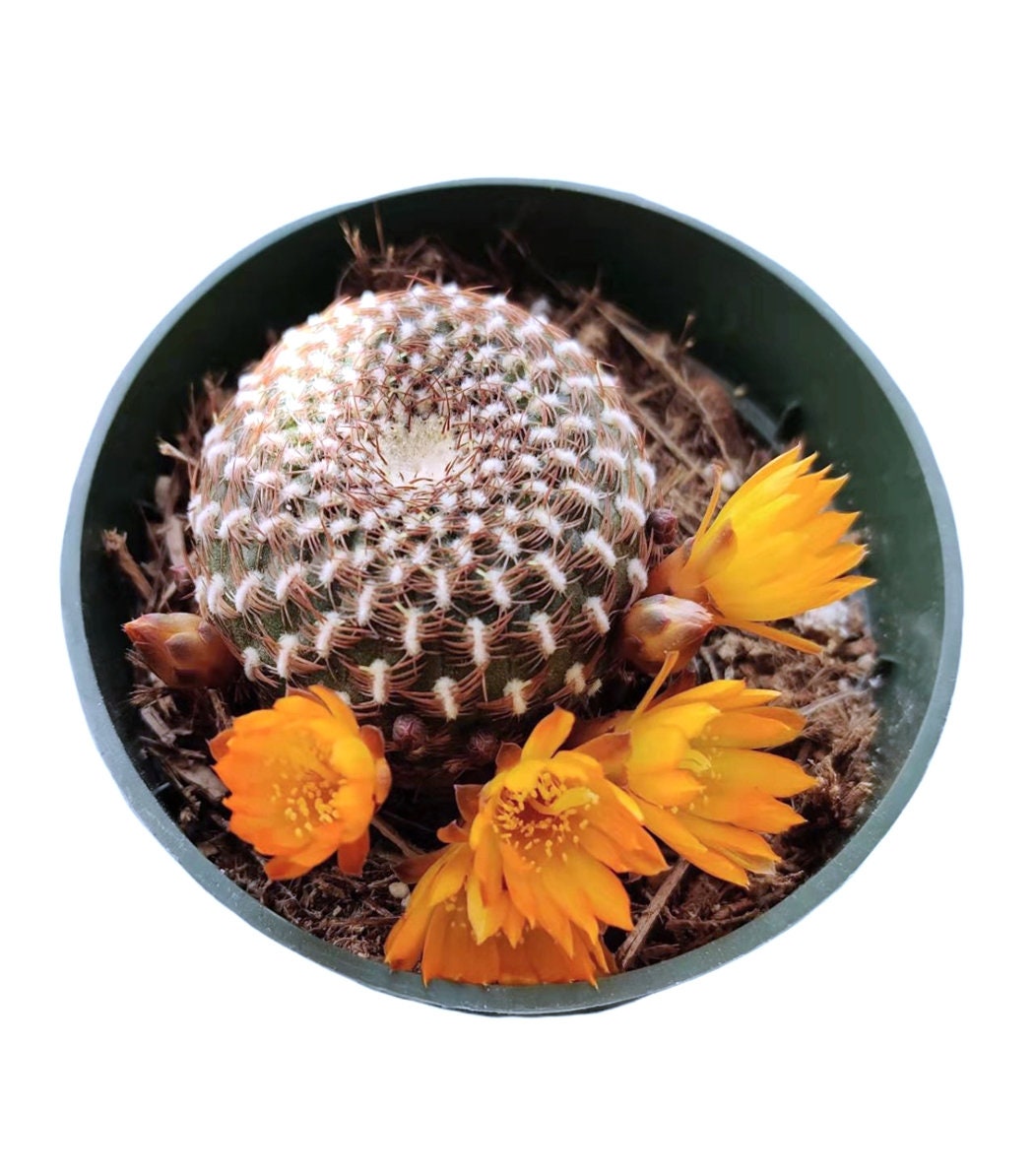 4"pot Live Cactus  Solcurebutia Arenacea