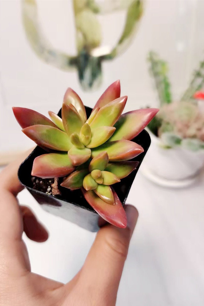 2"pot Sedum Adolphi Firestorm