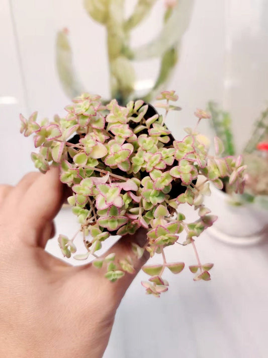 2”pot/4”pot Succulent Plants Sedum Little Missy