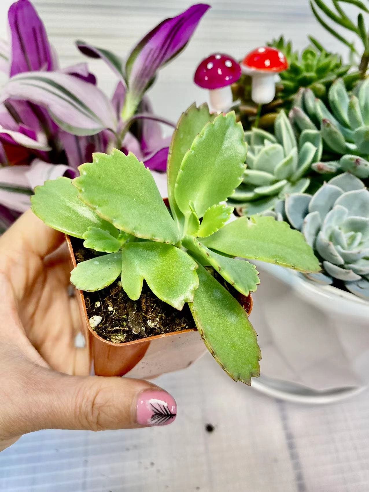 2"pot 4”pot Kalanchoe Mother of Thousands