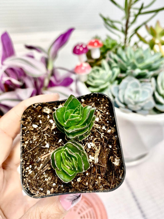 2" pot Rare Succulents Plants Buddha Temple