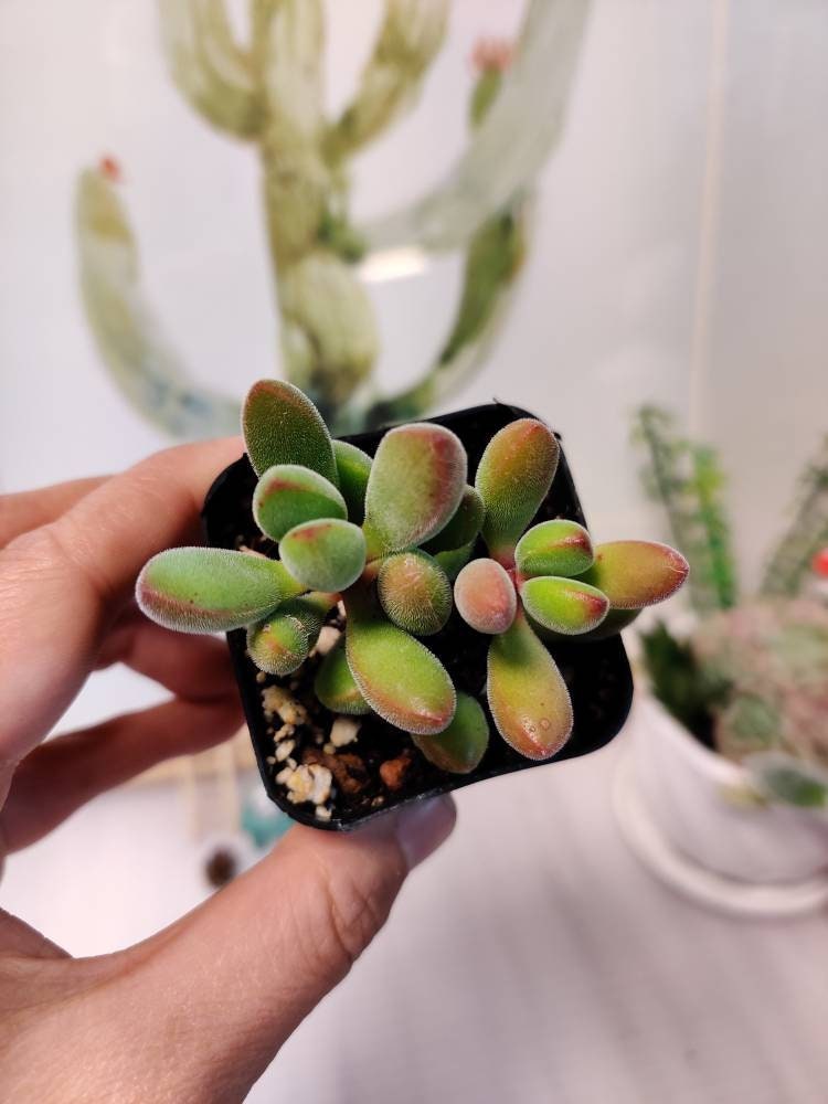 2"pot Live Succulent plant Crassula Rogersii
