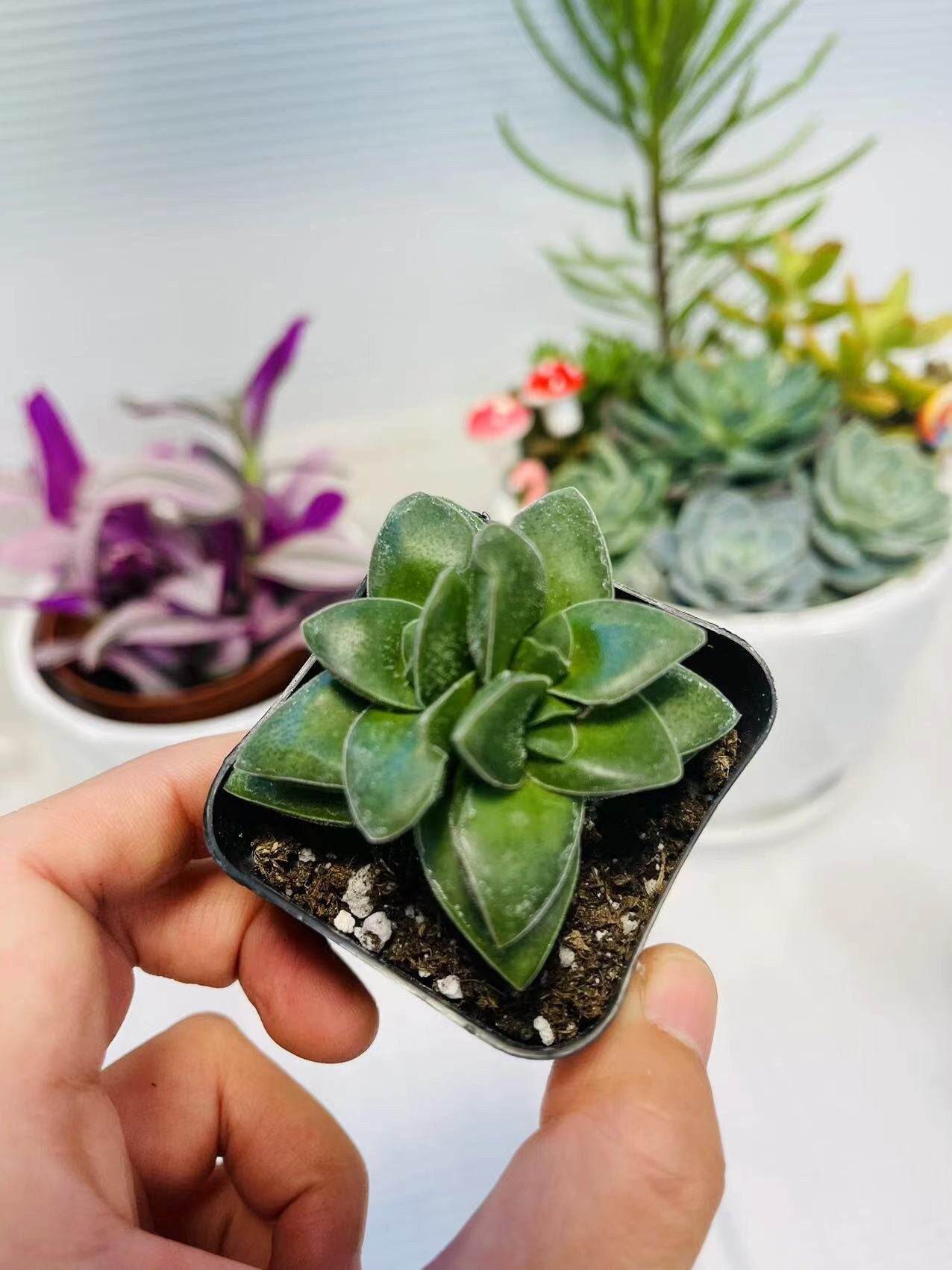 2” pot succulents Plants Crassula 'Spring time'