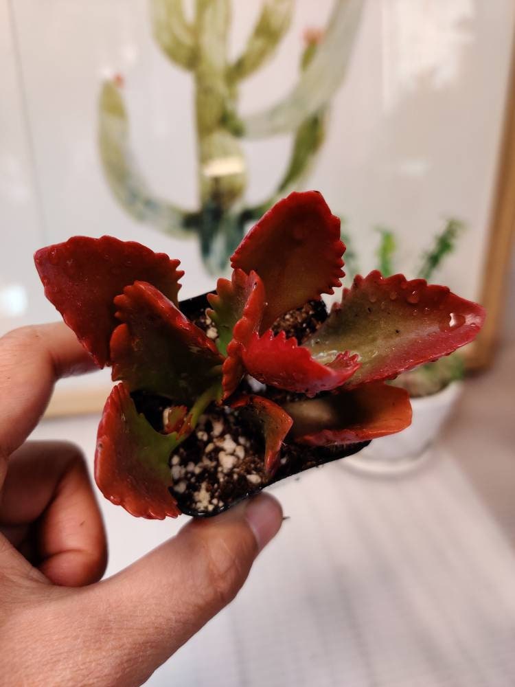 2” pot Kalanchoe Sexangularis
