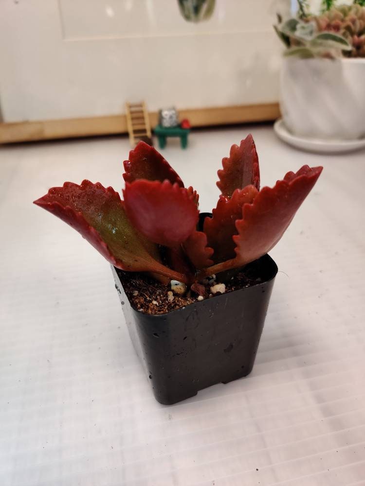 2” pot Kalanchoe Sexangularis
