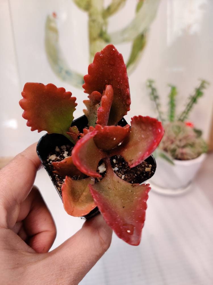 2” pot Kalanchoe Sexangularis