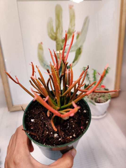 4" pot Euphorbia Tirucalli "Sticks On Fire"