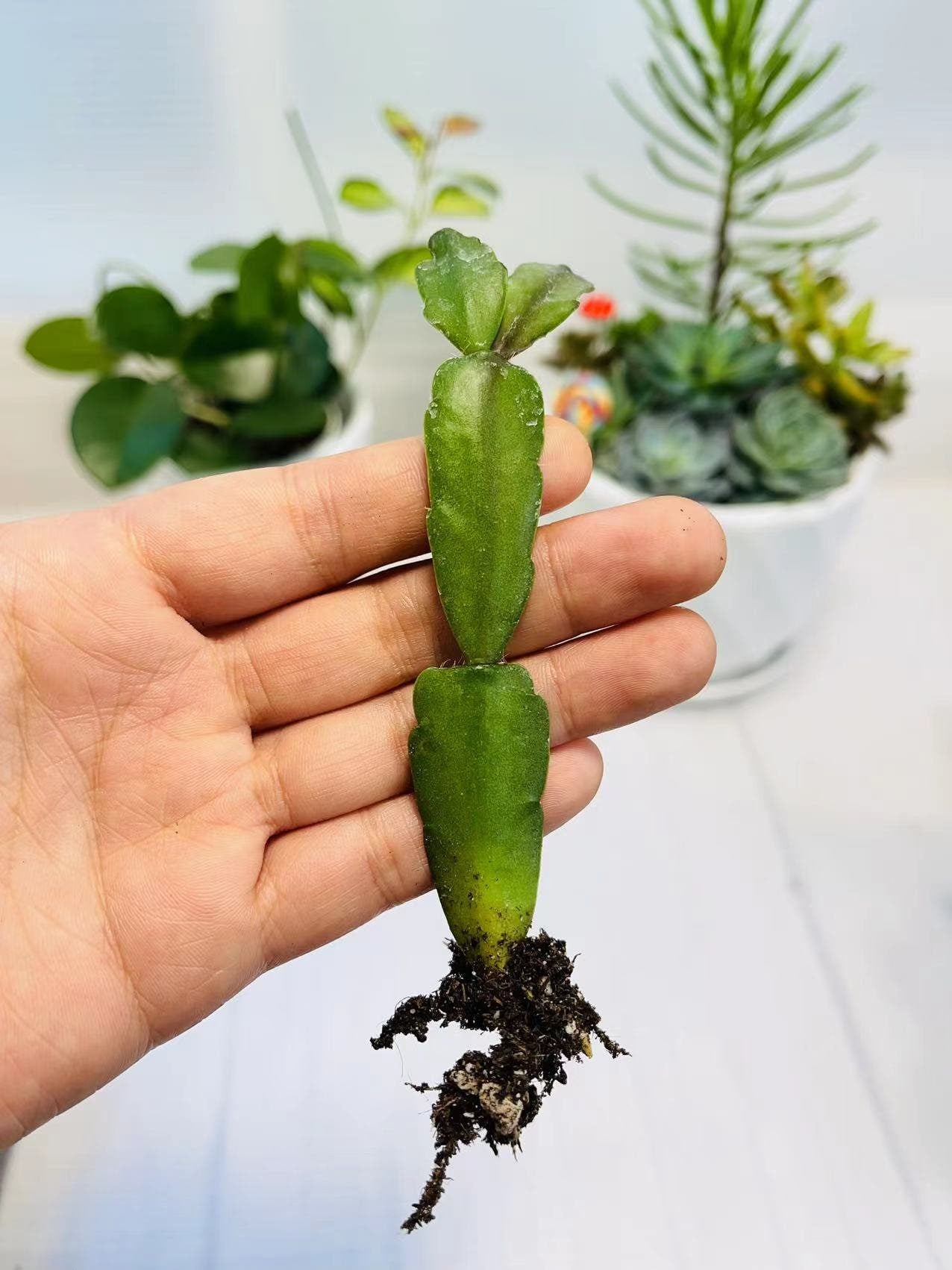 Cuttings/rooted 2"pot Live True Christmas Cactus