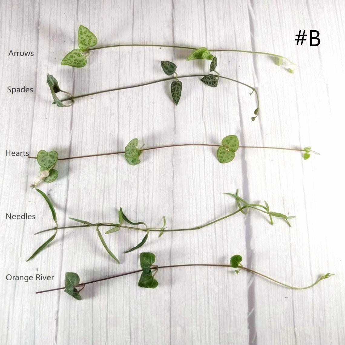 Leave cutting  unrooted  5 pieces mix String plants