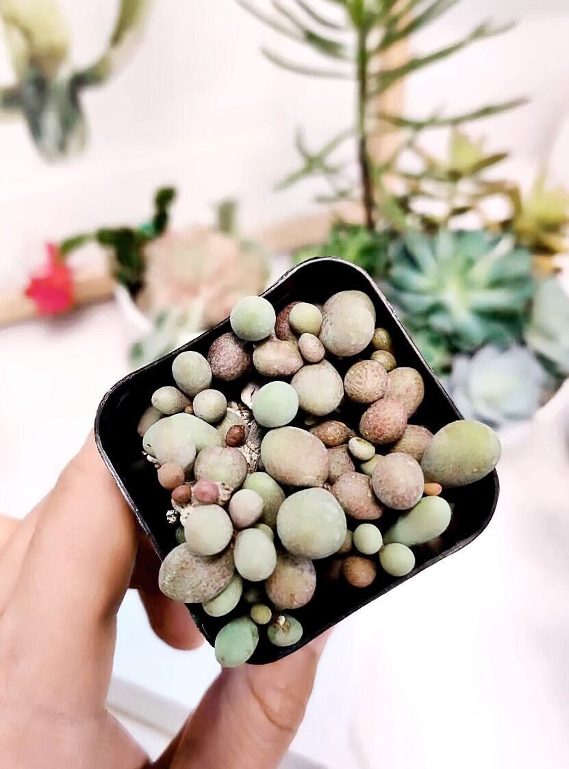 2"pot 4"pot Succulent Plants Tylecodon Schaeferianus