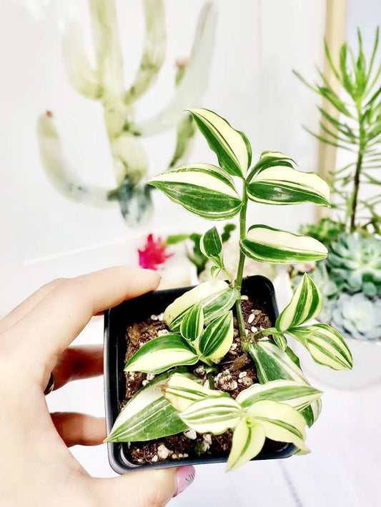 2"pot Live Tradescantia Fluminensis Variegata
