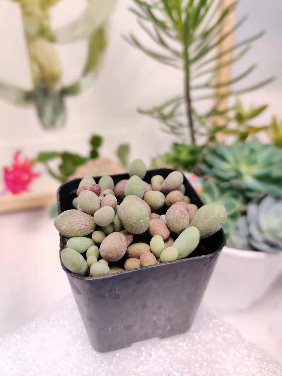 2"pot 4"pot Succulent Plants Tylecodon Schaeferianus