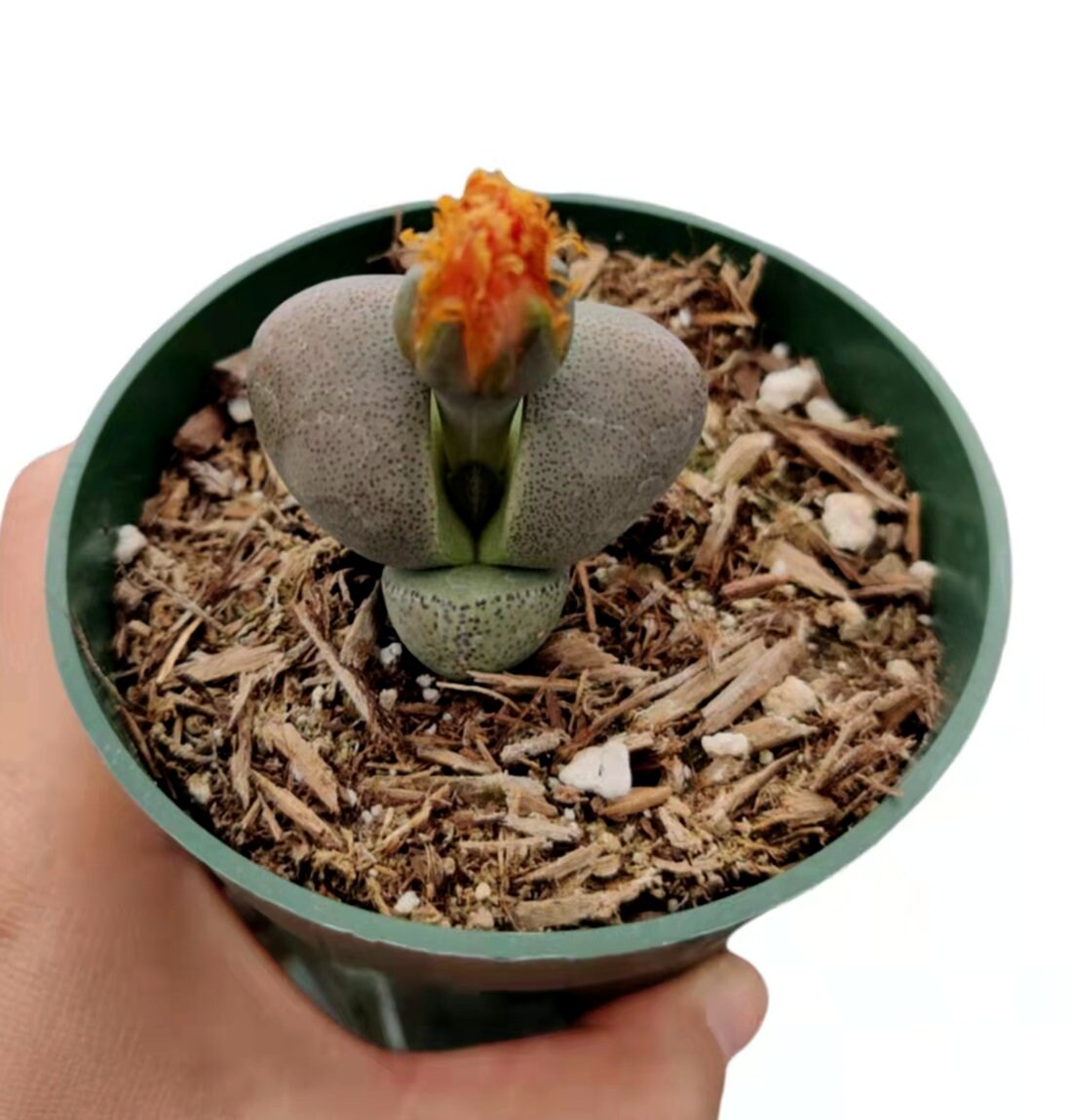 4"pot Split Rock-Pleiospilos Nelii