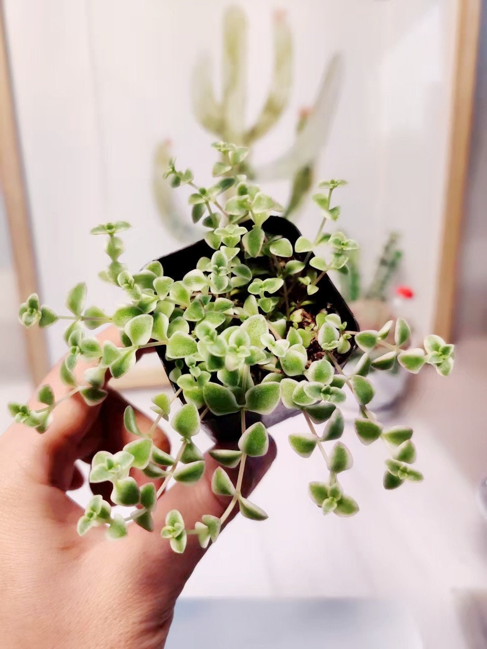 2”pot/4”pot Succulent Plants Sedum Little Missy