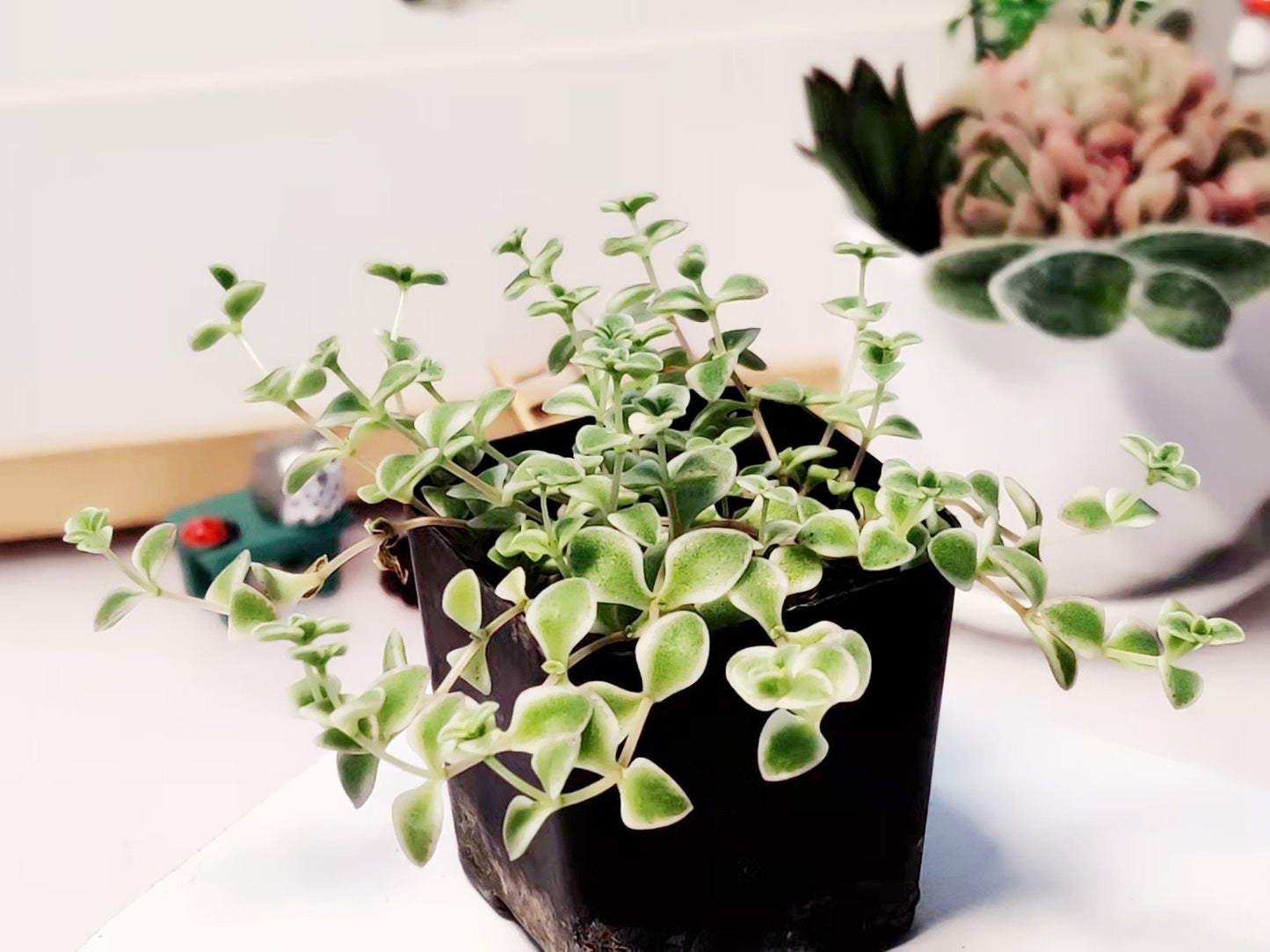 2”pot/4”pot Succulent Plants Sedum Little Missy