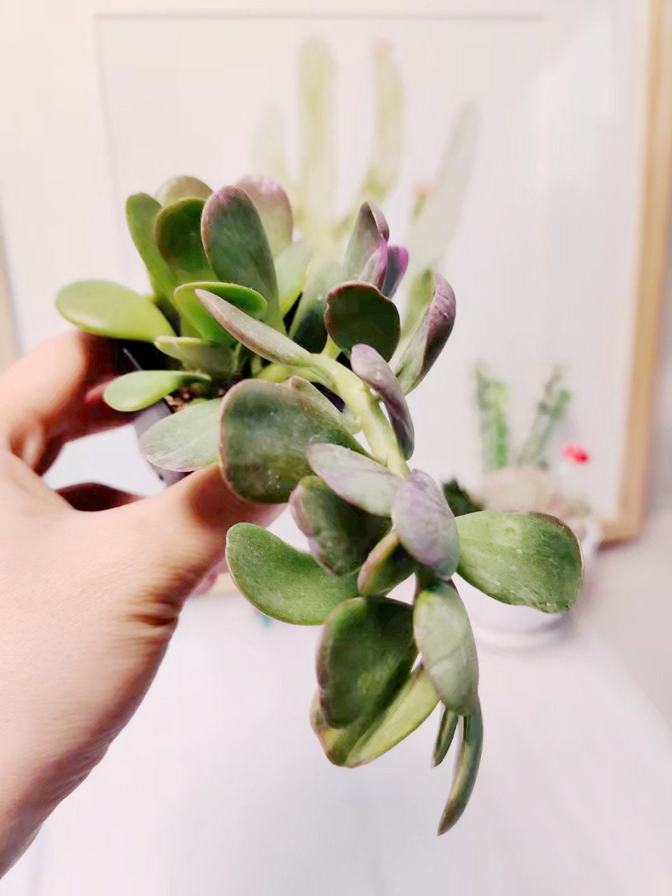 2” pot 4"pot Succulent plants Senecio jacobsenii Trailing Jade Purple