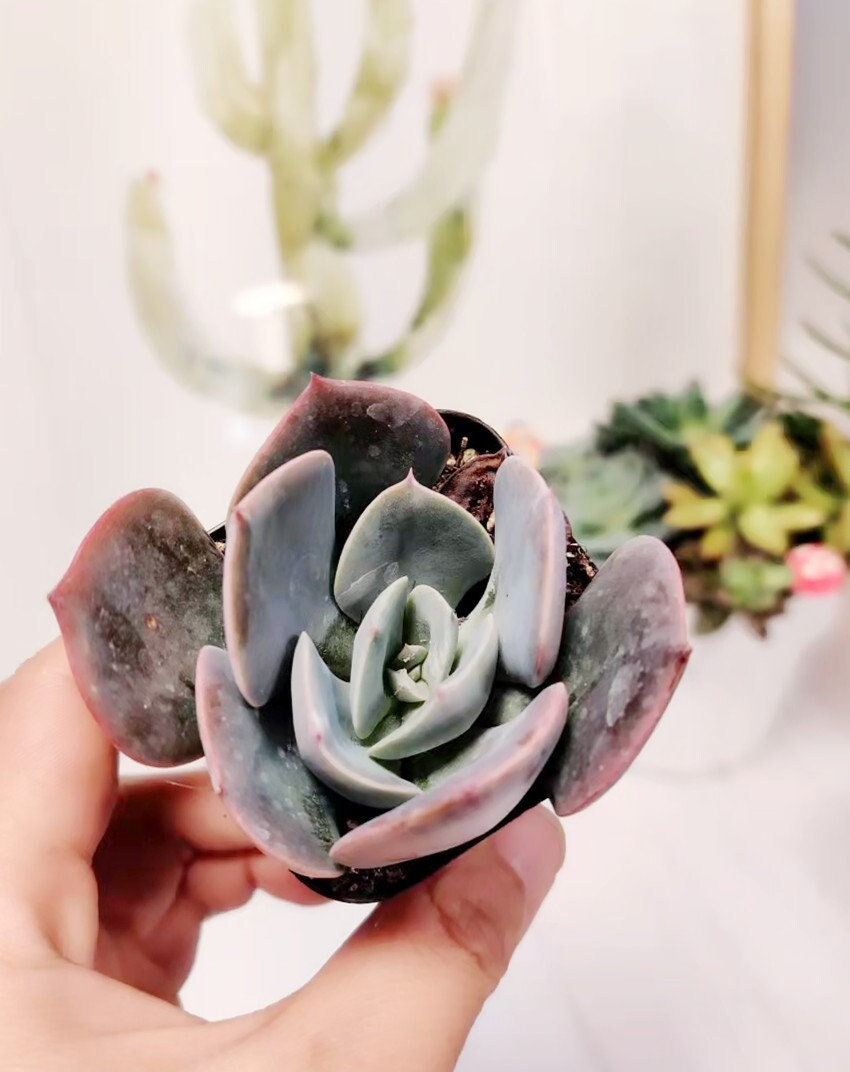 2” pot Echeveria Dusty Rose