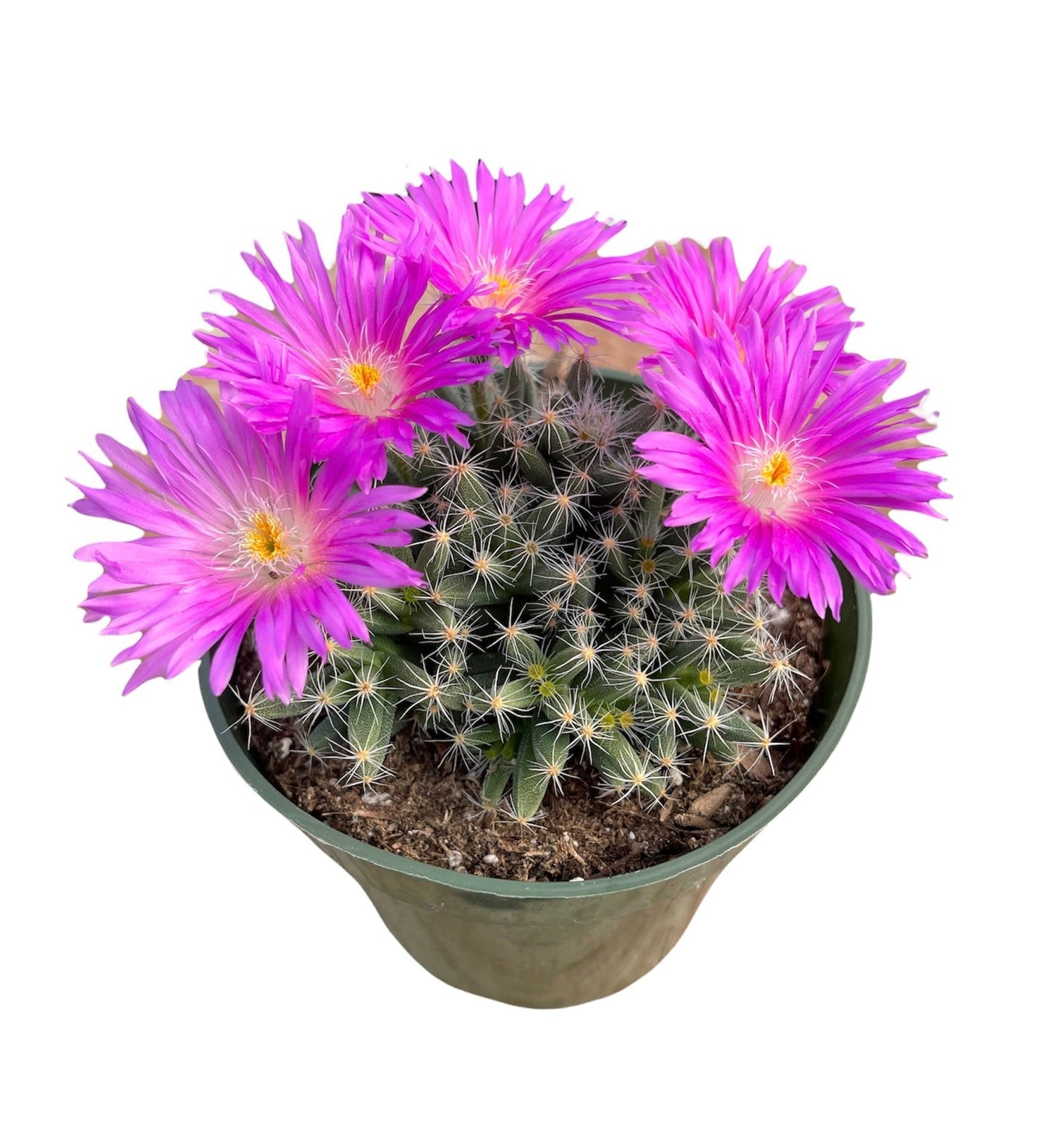 2” pot 4"pot Succulent Plants Trichodiadema densum