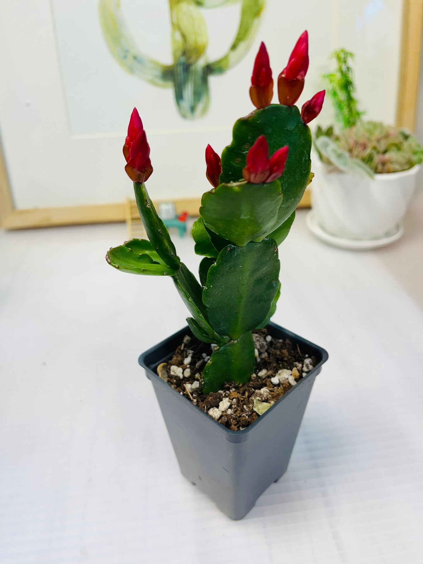 No root Leave cuttings/ rooted Easter Cactus