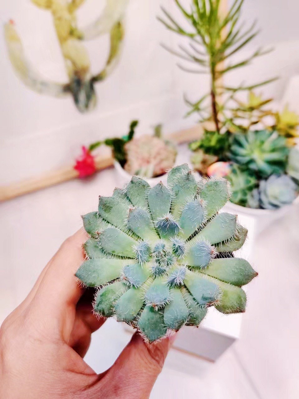 2"pot Echeveria Setosa ‘Mexican Firecracker’