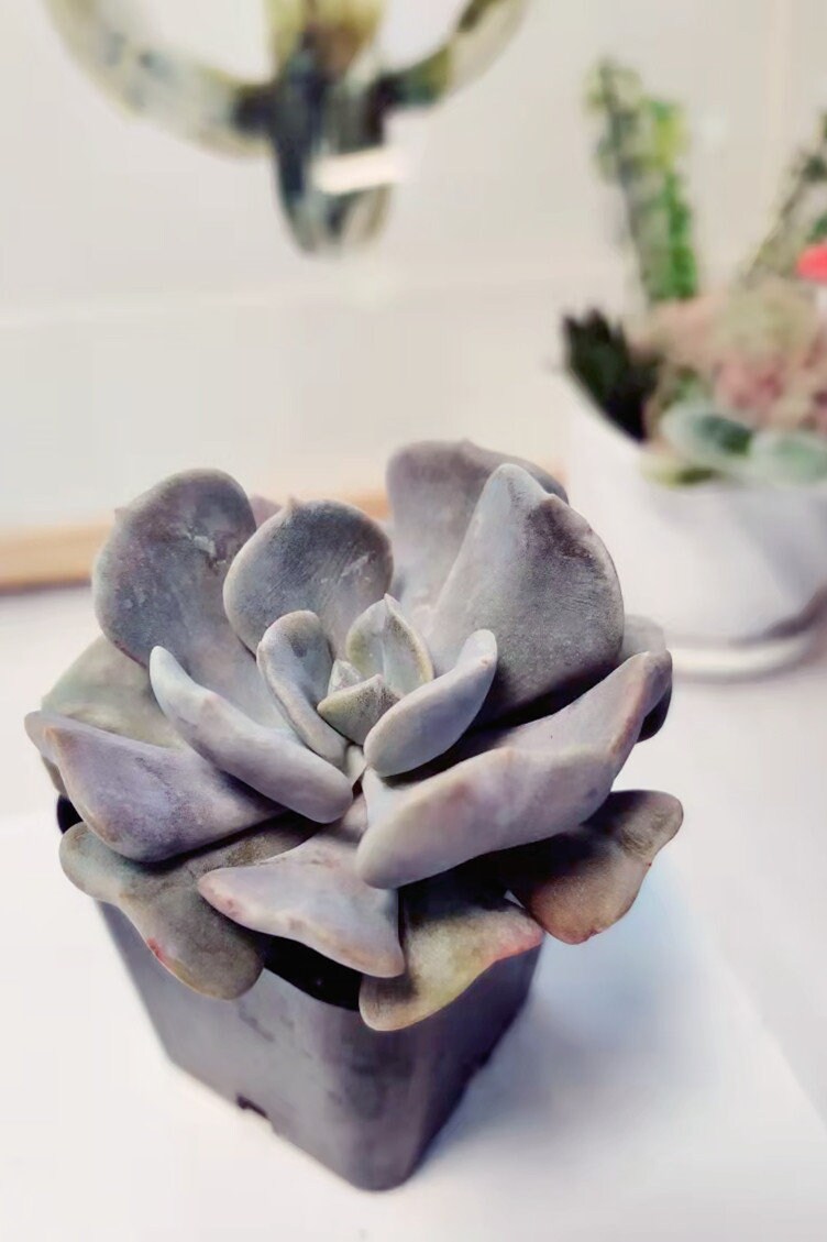 2“ pot Succulents Echeveria Cubic Frost