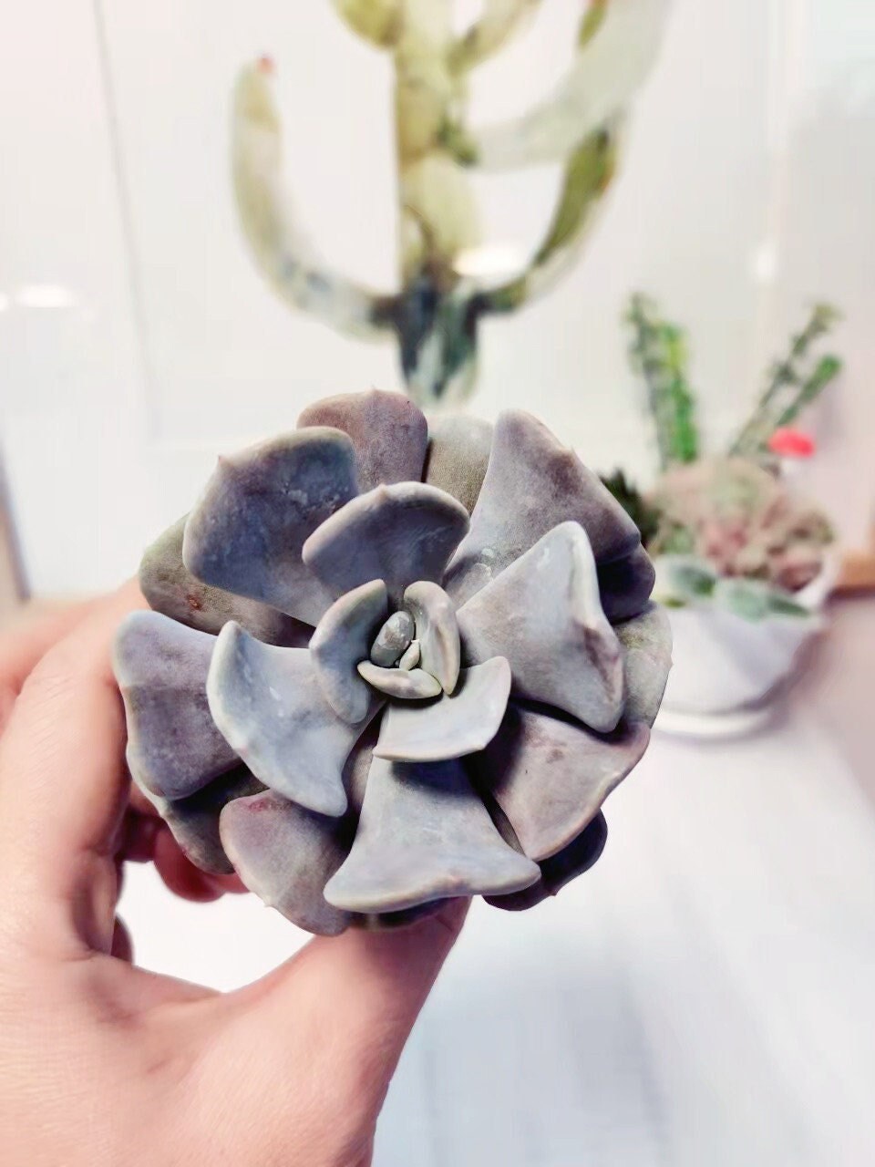 2“ pot Succulents Echeveria Cubic Frost
