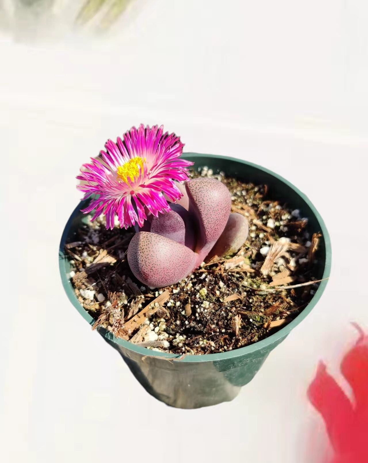 4"pot Split Rock-Pleiospilos Nelii