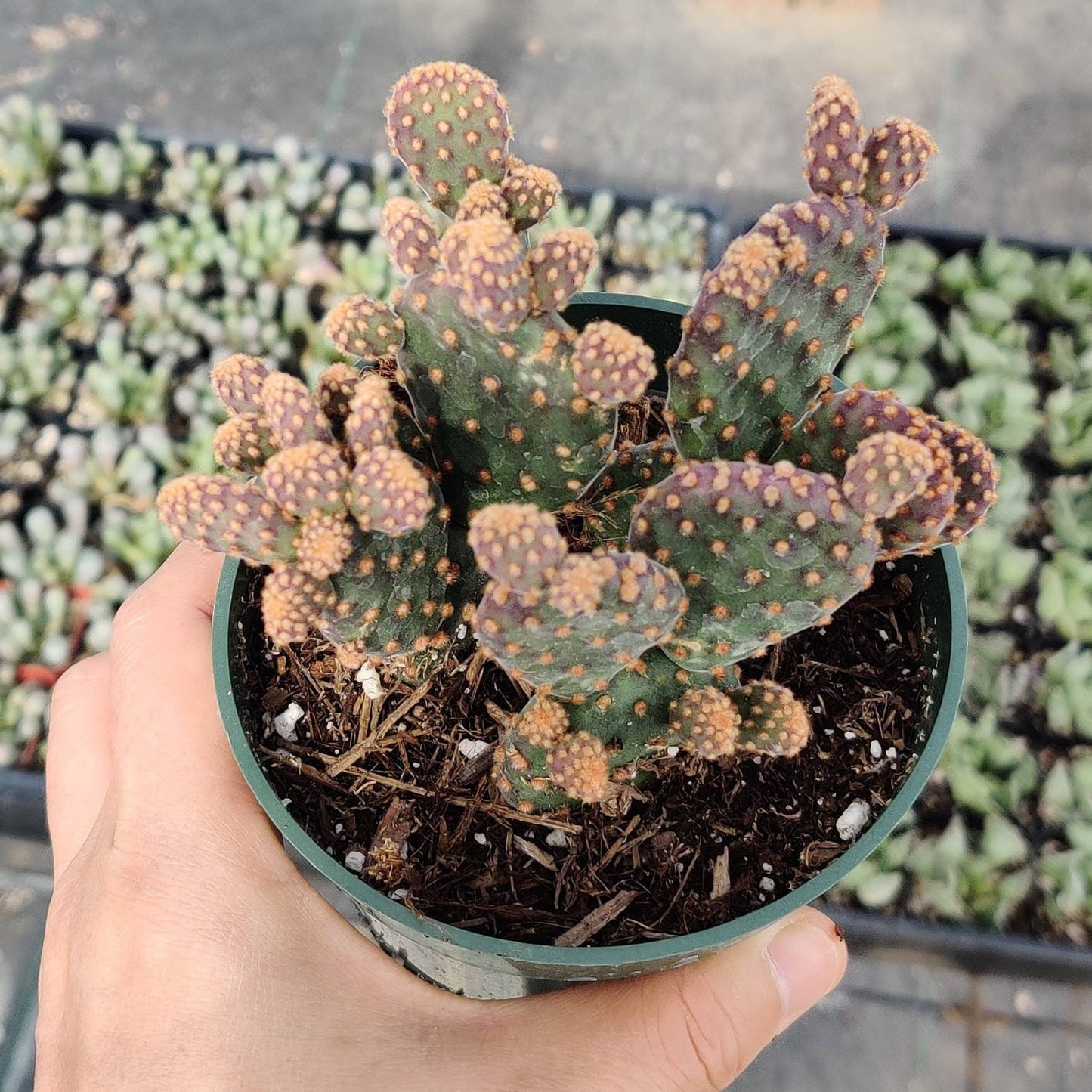 2"pot 4"pot  Cactus Opuntia Rufida f. Monstrosa