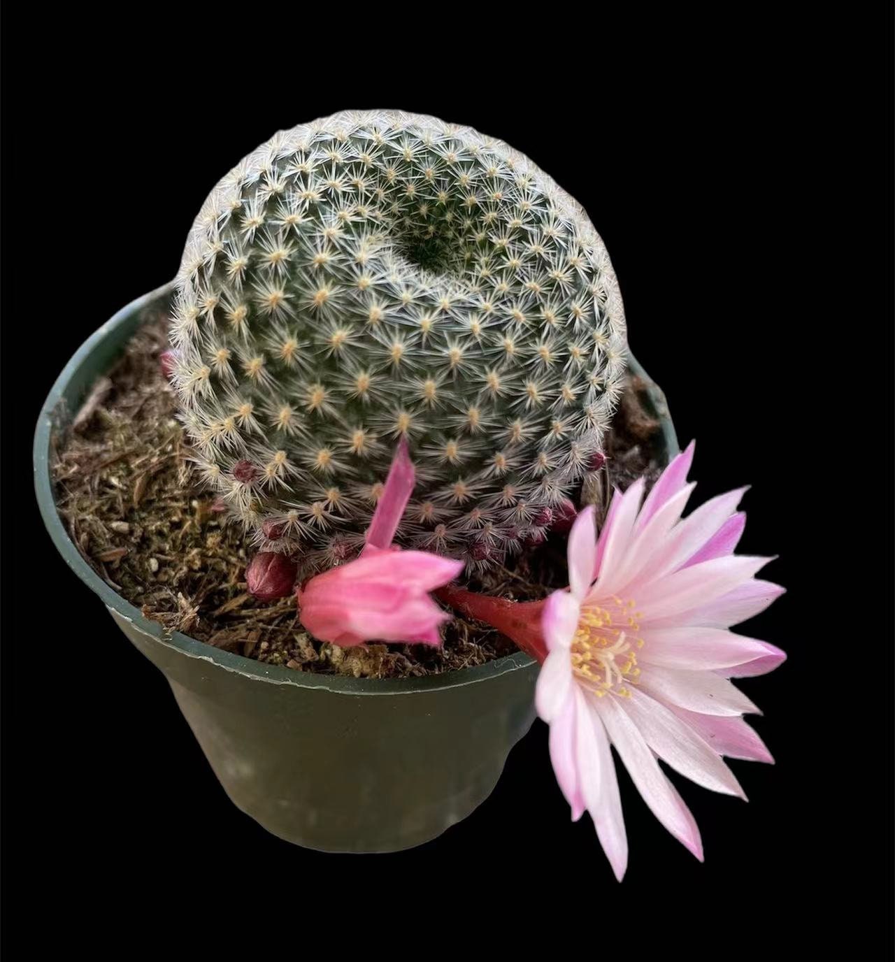 2"pot 4"pot Rebutia narvaecensis