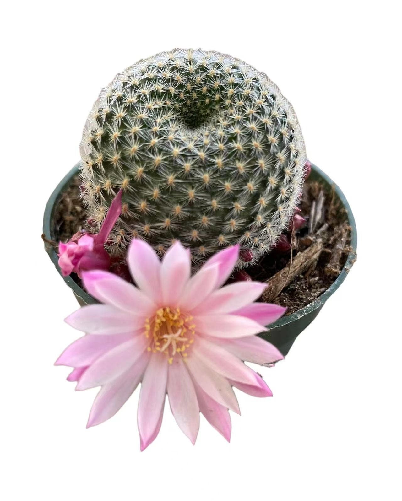 2"pot 4"pot Rebutia narvaecensis