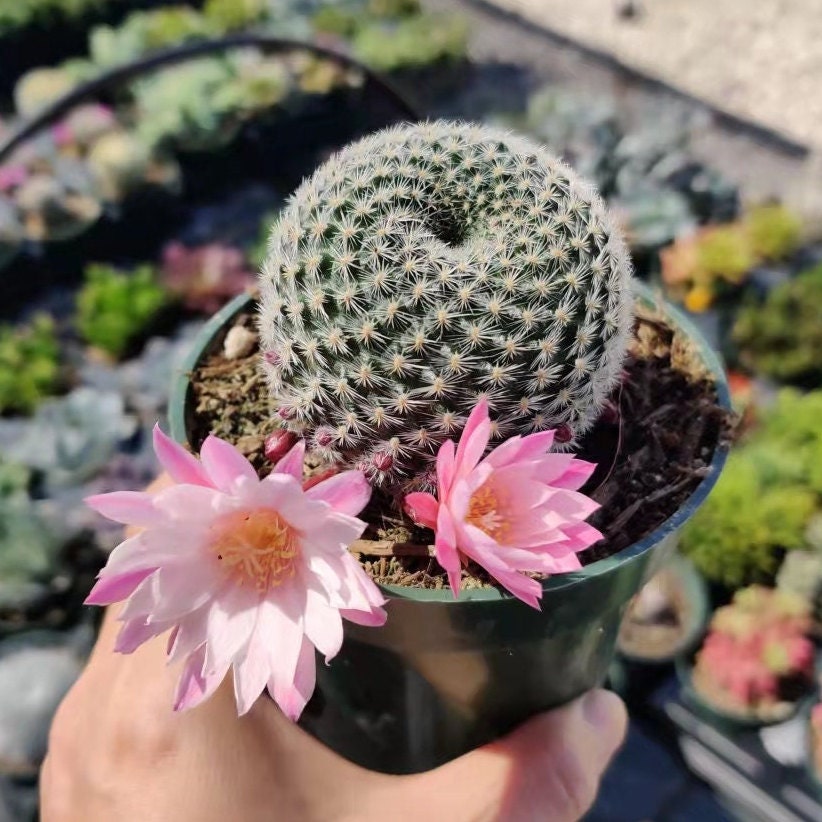 2"pot 4"pot Rebutia narvaecensis