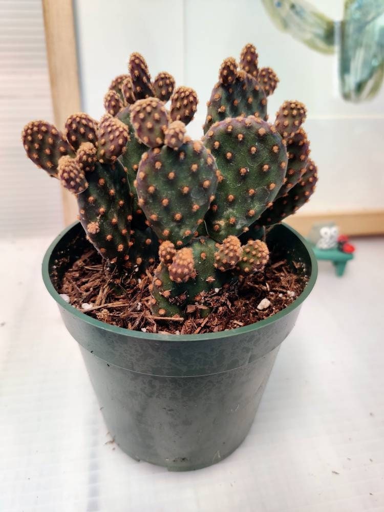 2"pot 4"pot  Cactus Opuntia Rufida f. Monstrosa