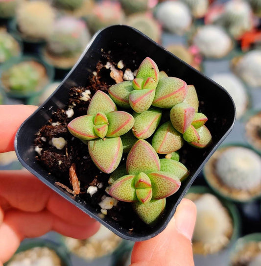 2” pot succulents Plants Crassula Brevifolia