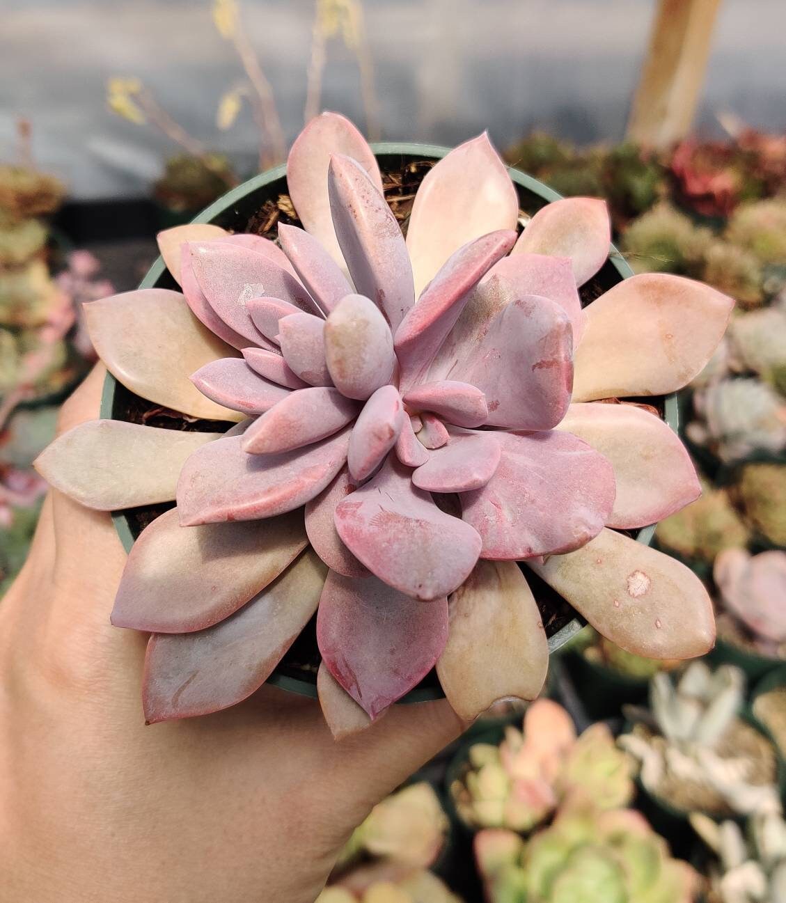 2”pot 4"pot Succulent Plants Graptoveria Debbie