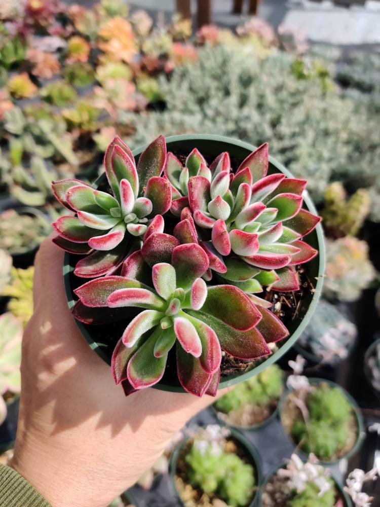 2” pot succulents Plants Echeveria Devotion