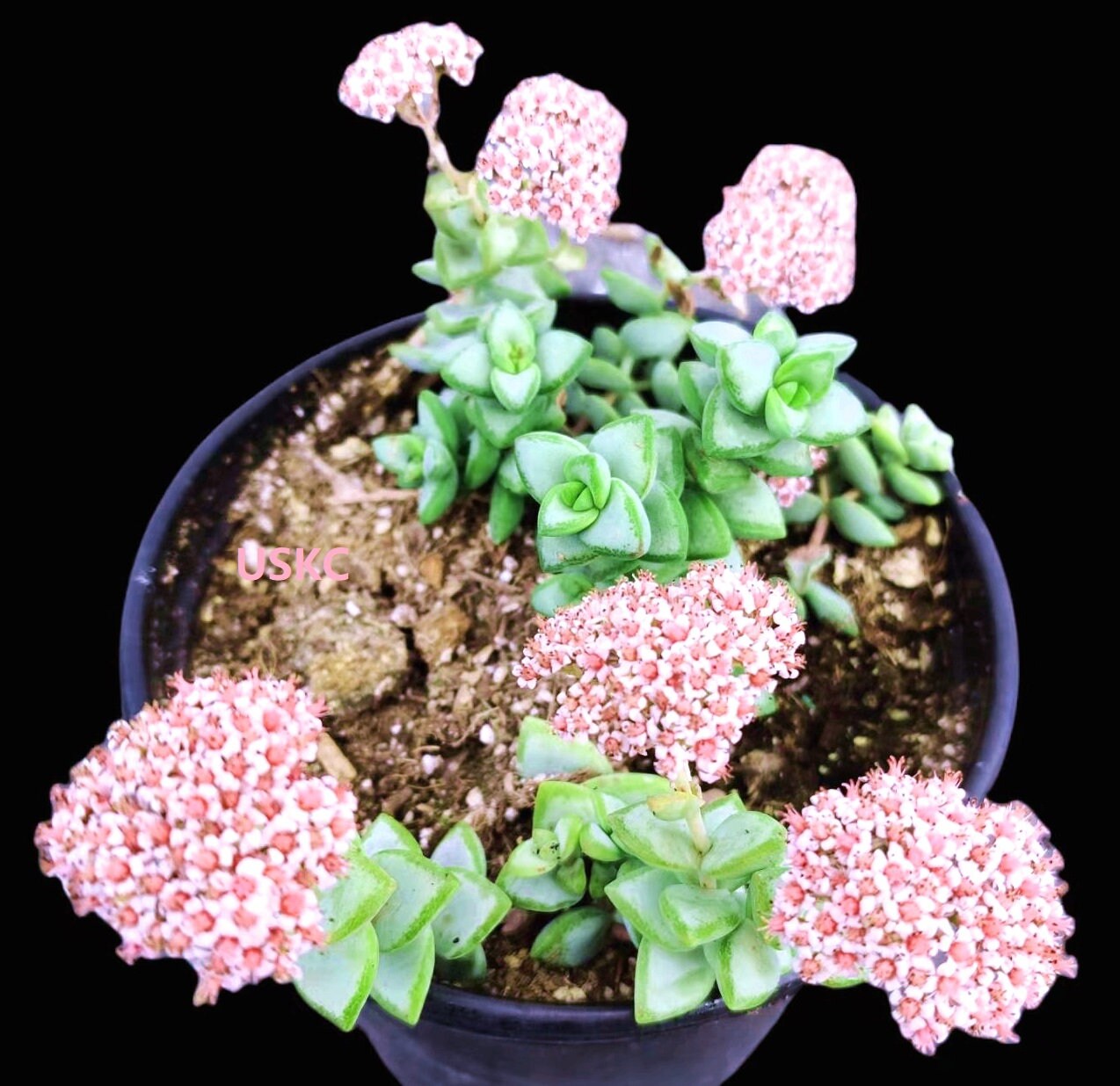 2"pot 4"pot Crassula Rupestris